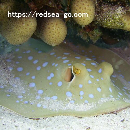 Nurkowanie sprawdzajace