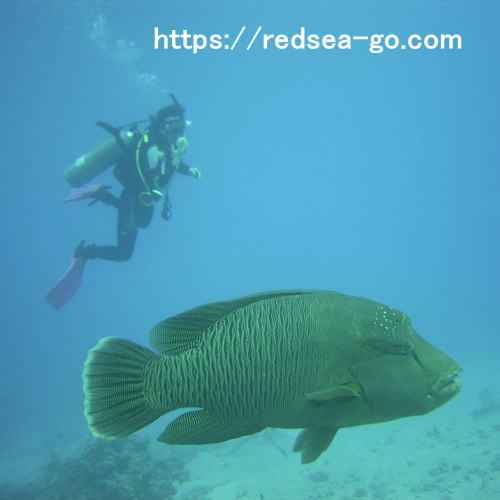 AdvancedOpenWaterCourse