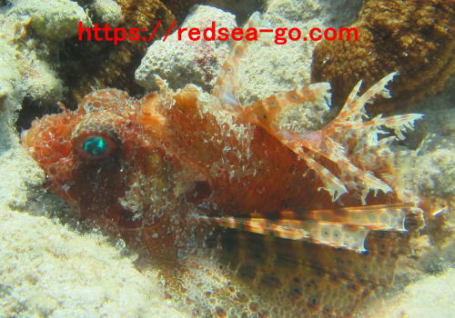 lionfish pic